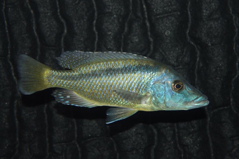 Mylochromis lateristriga 'Chimwalani Reef'